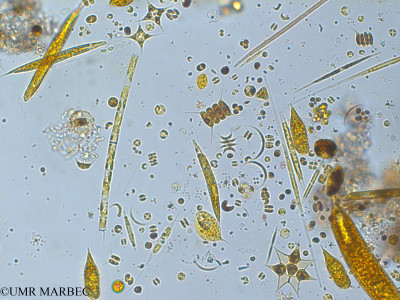 phyto/Pertuis Charentais/Tasdon_st6/PAMPAS 2019-2021/Aulacoseira granulata (TASDON_St6_230719-022).tif(copy)_thumb.jpg